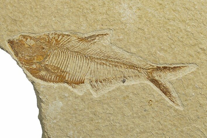 Fossil Fish (Diplomystus) - Wyoming #244282